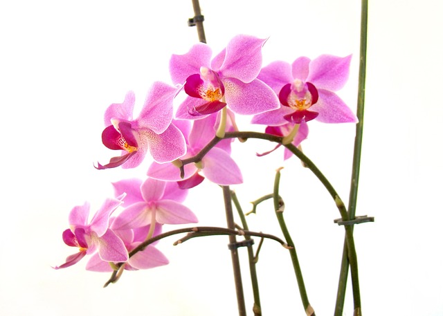 花卉区系自然花瓣绽放