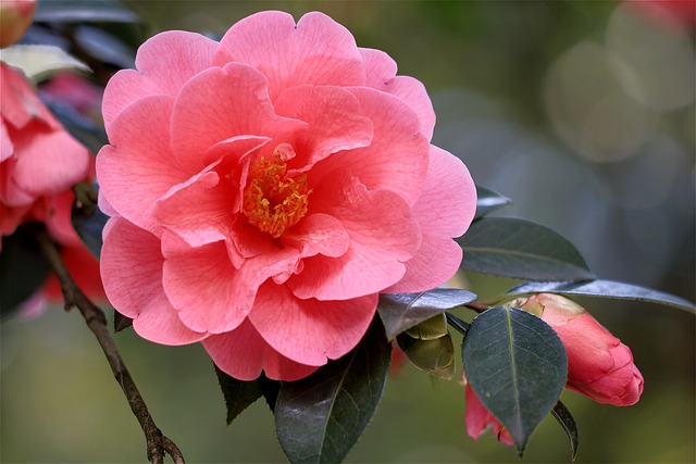 山茶花