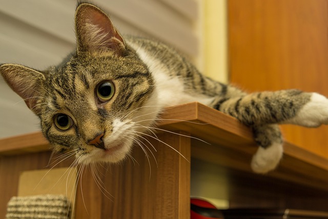 猫须宠物虎斑猫