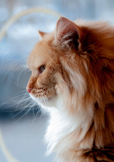动物猫猫宠物哺乳动物皮毛