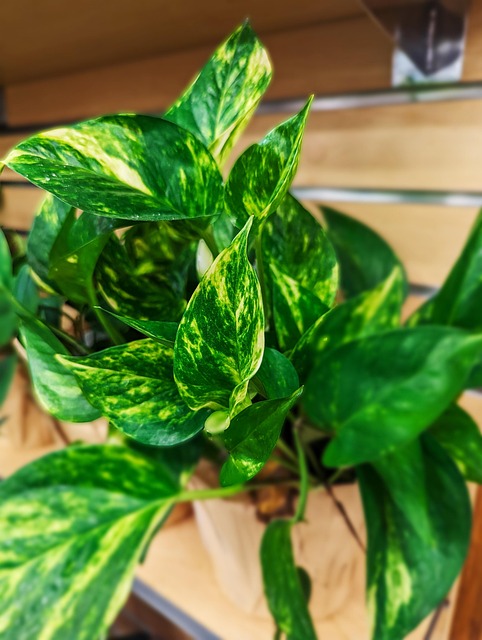 植物植物学植物生长园