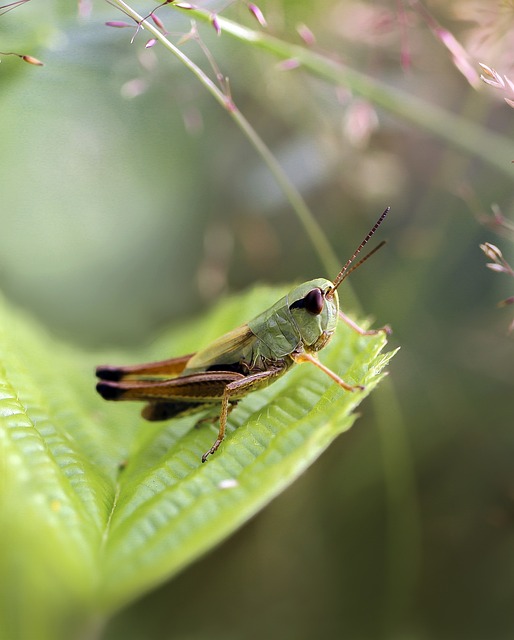 昆虫蚱蜢林绿色