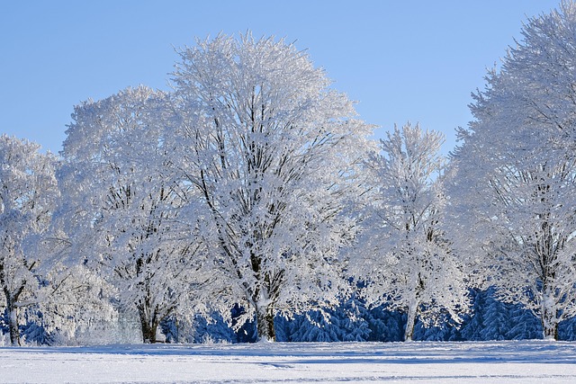 冬季雪树霜冻
