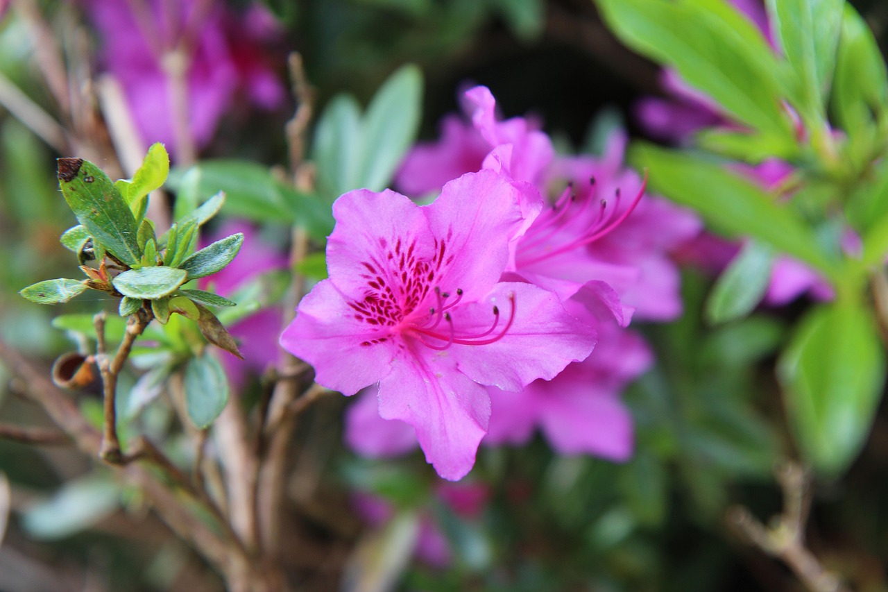 杜鹃花杜鹃花粉红色