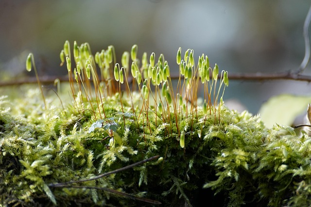 苔藓林孢子性质
