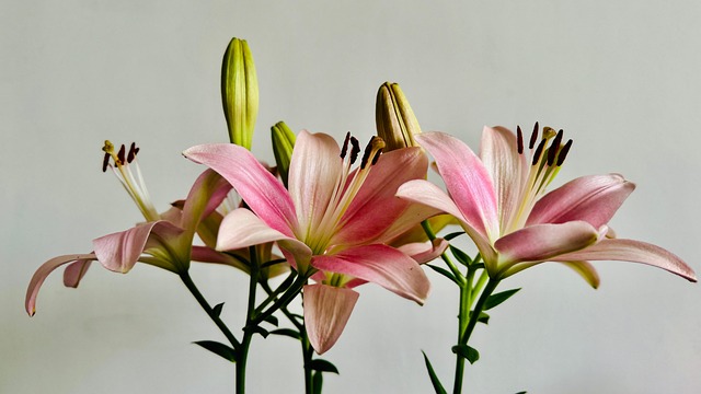 百合粉色花朵壁纸