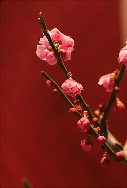 梅花开粉红色花