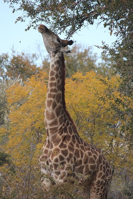 长颈鹿动物自然野生动物