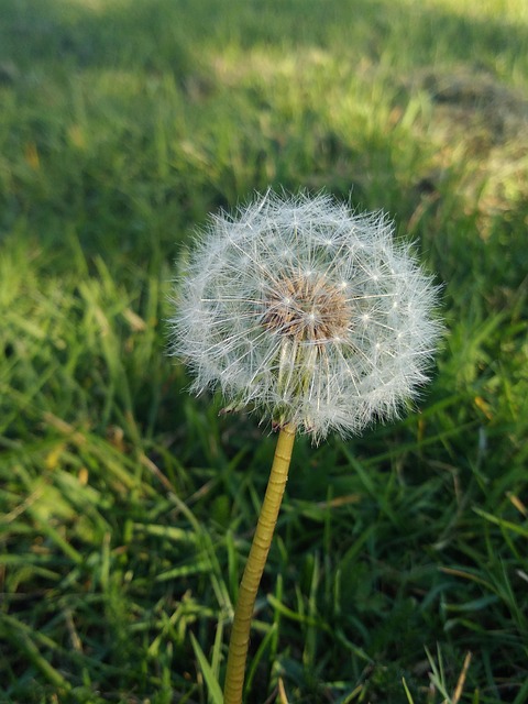 花蒲公英春天的气息