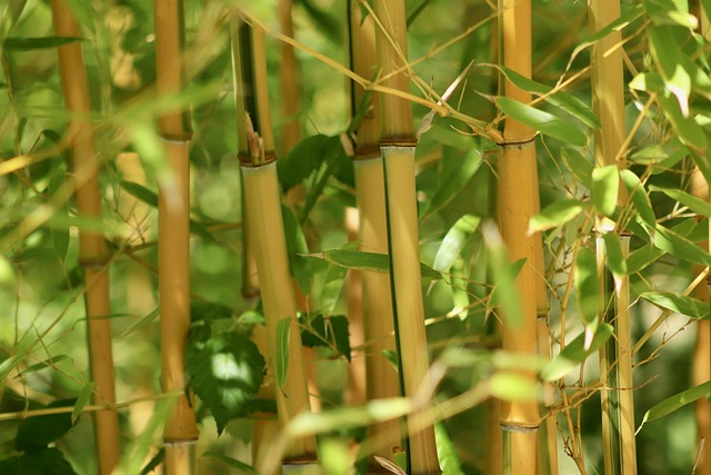 竹草竹温室