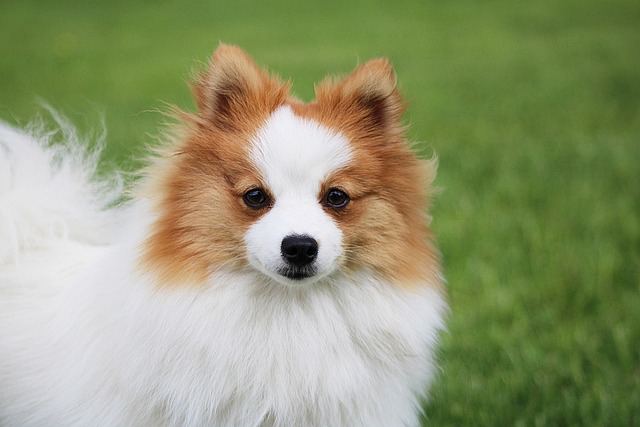 狗宠物犬科动物皮毛鼻子