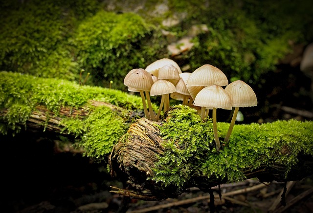 蘑菇真菌苔藓帽