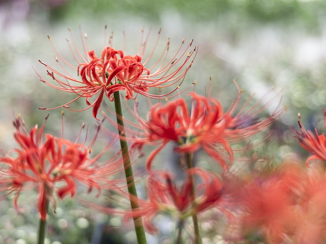 红蜘蛛百合花植物