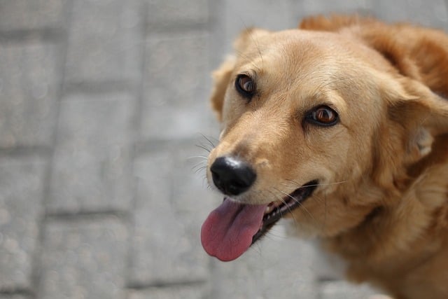 狗动物哺乳动物犬宠物
