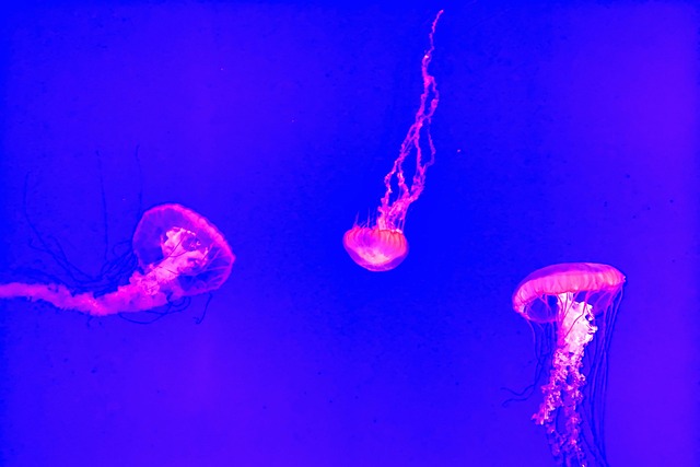 深海水下水母