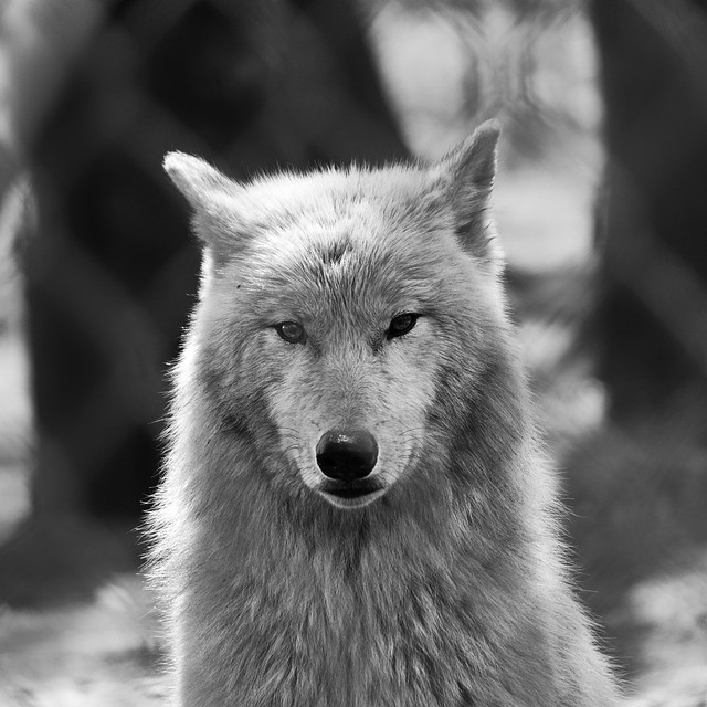 波兰狼捕食者野生动物