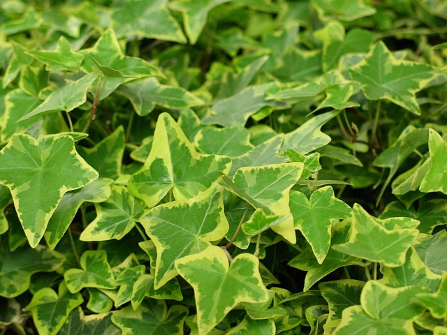 常春藤绿植物自然绿