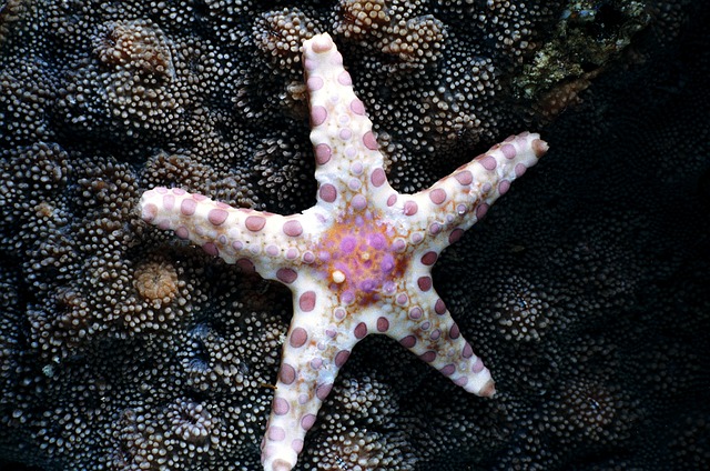 海星潜水海洋