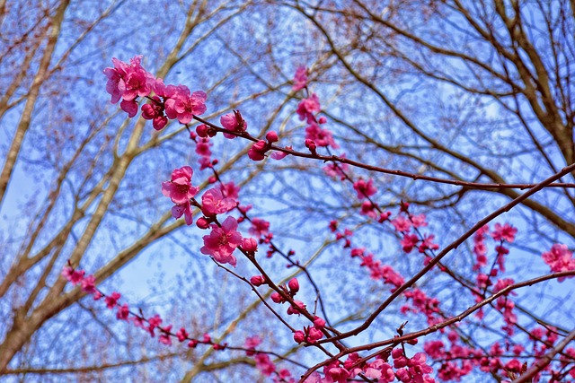 粉红色樱花