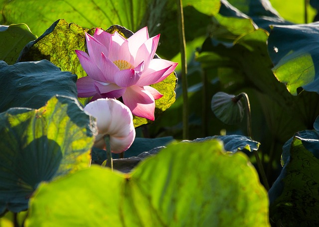 莲花莲花