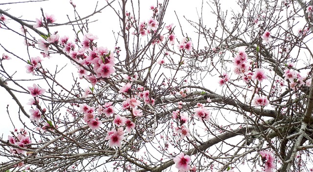 春天盛开的粉红色花朵
