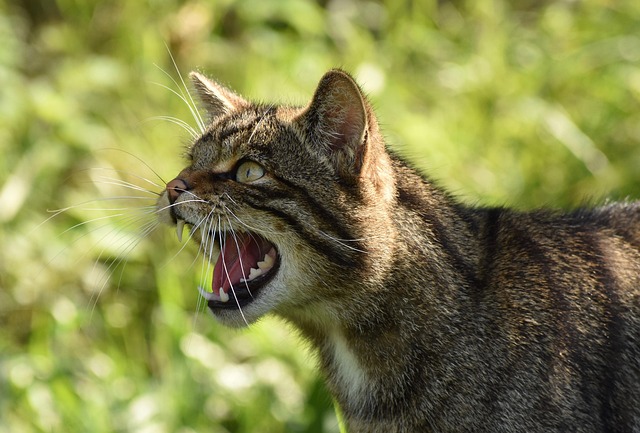 猫猫动物毛皮猫