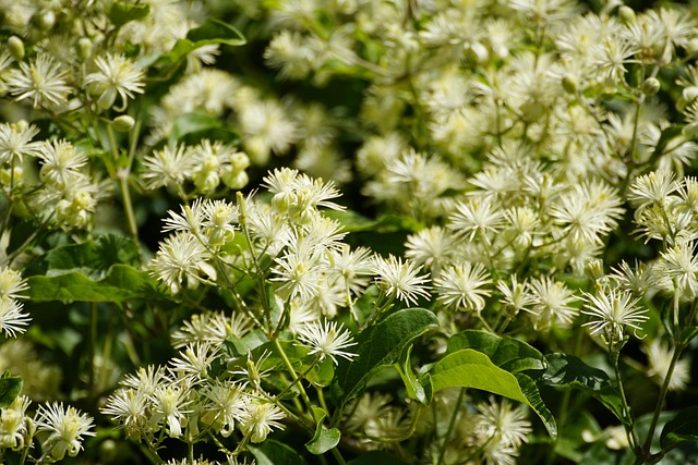 老人胡子铁线莲vitalba