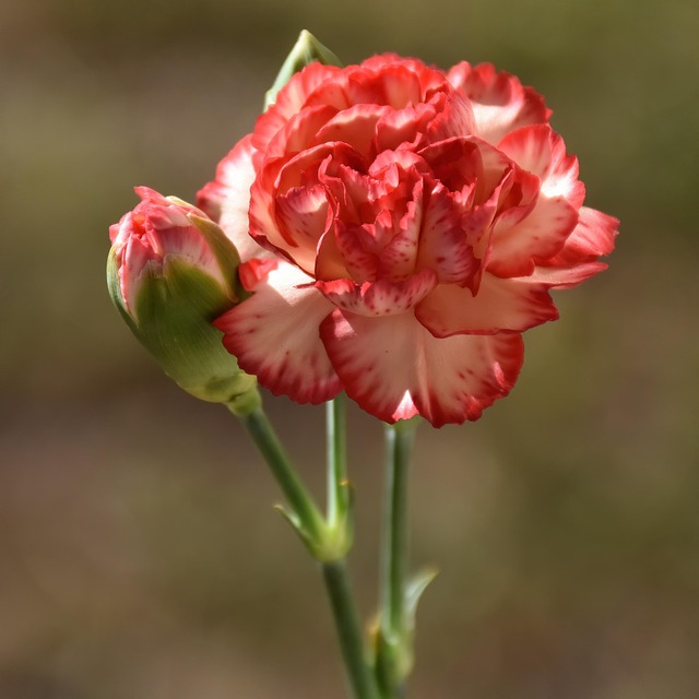 康乃馨花瓣含苞待放