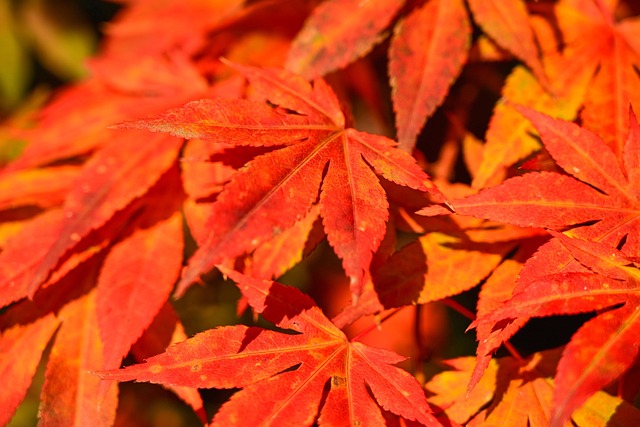 枫叶秋天