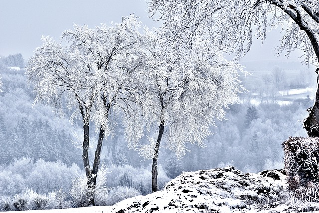 雪景观树木冬季自然
