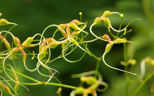天然植物种子须