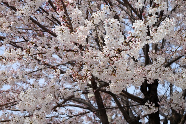 樱花樱花