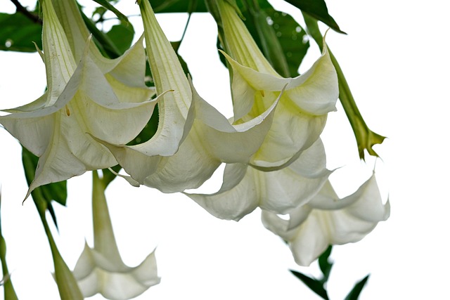 brugmansia白花喇叭