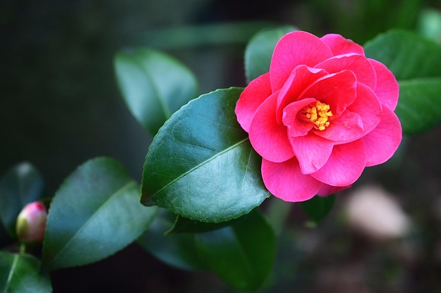 日本山茶