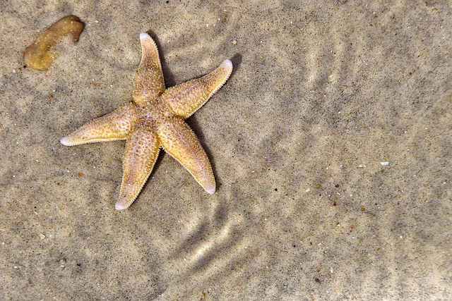 海星海洋装饰海洋自然