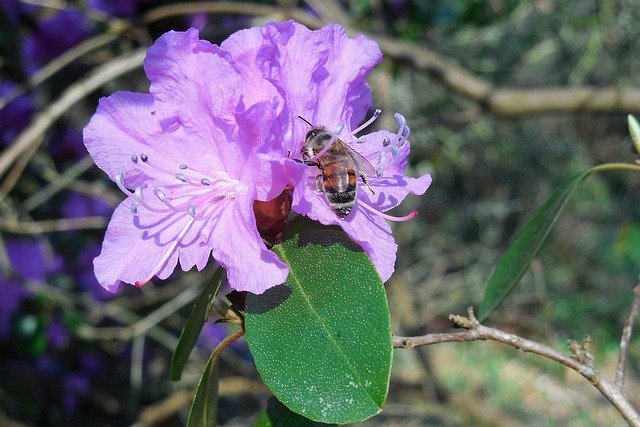 蜜蜂花植物