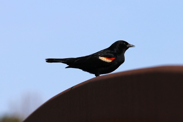鸟类黑鸟鸟类学物种