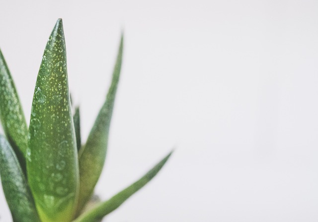 房间花白色橱柜植物