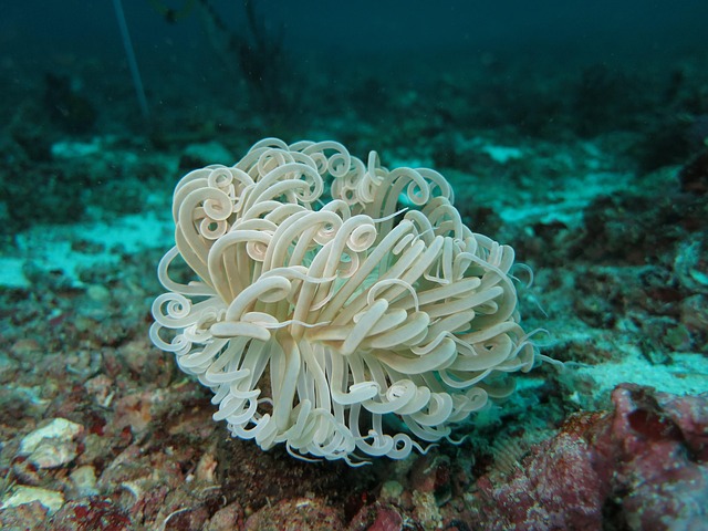 海葵软珊瑚潜水