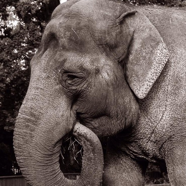 大象黑白相间的哺乳动物