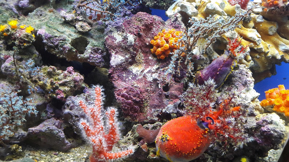 海洋水族馆海底世界