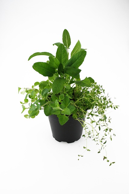 草药牛至百里香鼠尾草