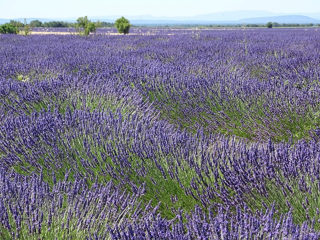 薰衣草田香味