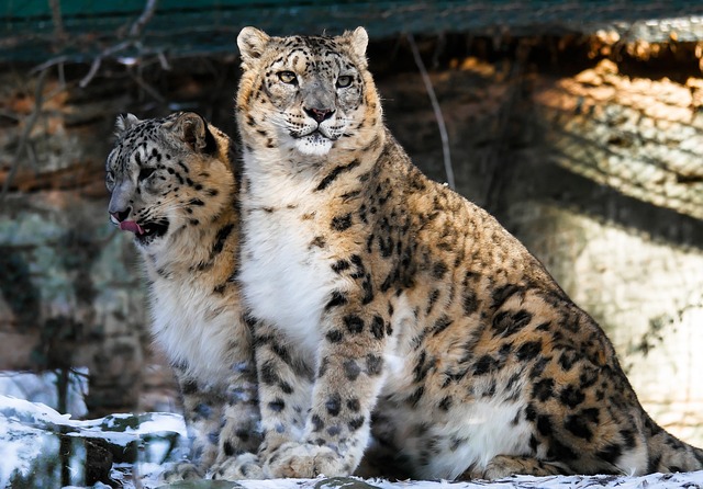 豹子雪豹野猫