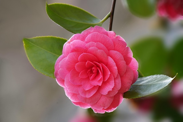 山茶花植物开花