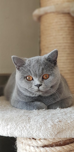 猫美丽的猫英国短毛