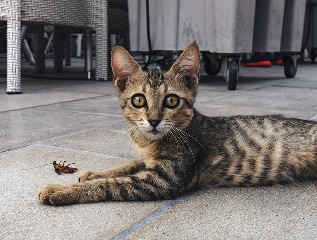 猫蟑螂小猫毛皮动物