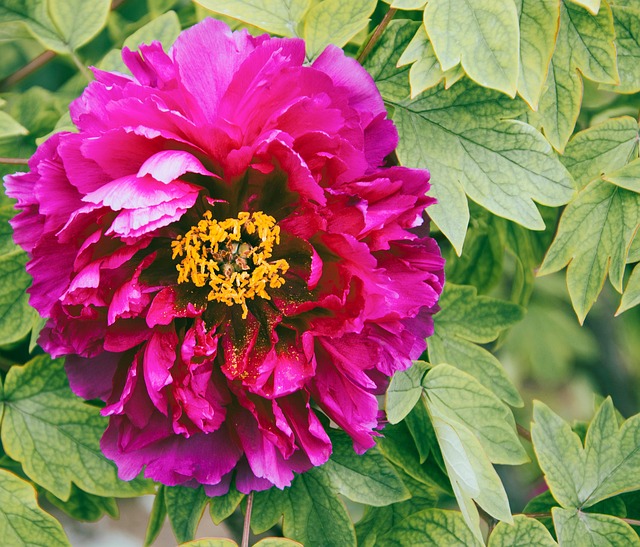 牡丹花植物粉红牡丹