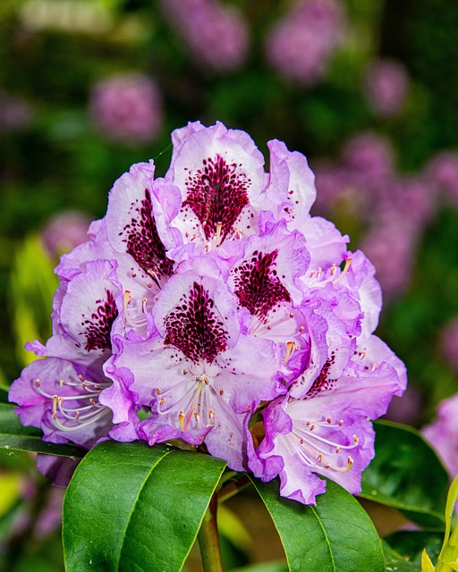 杜鹃花粉红色的花