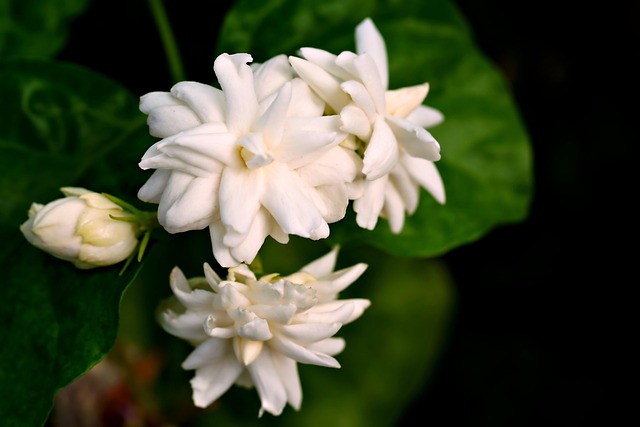 茉莉花植物芽